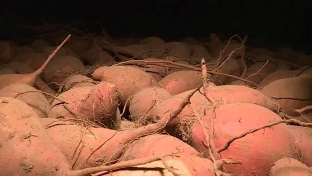 Sweet potatoes are going to cost more this Thanksgiving, NC farmers warn 