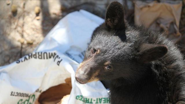 NC Museum of Life and Science welcomes new bear cub
