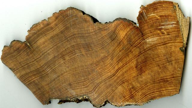 New research detects hurricane history hidden in tree rings
