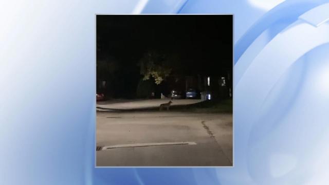 Raleigh couple spot coyote during neighborhood stroll