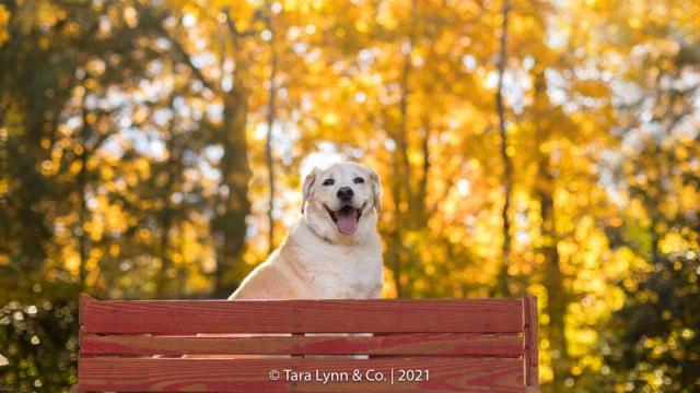 Tara Lynn: Lessons from the leaves