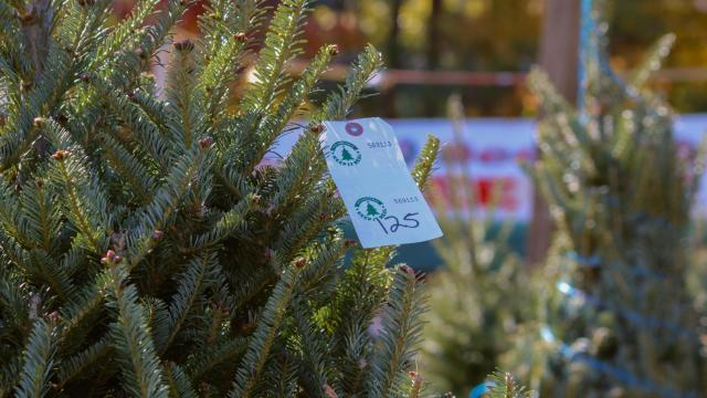 Pick out your Christmas tree early this year. NC farmers expect to sell out fast
