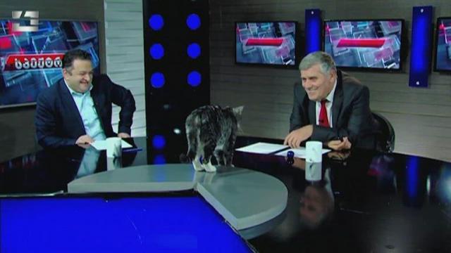Cat hops on anchor desk during live TV show