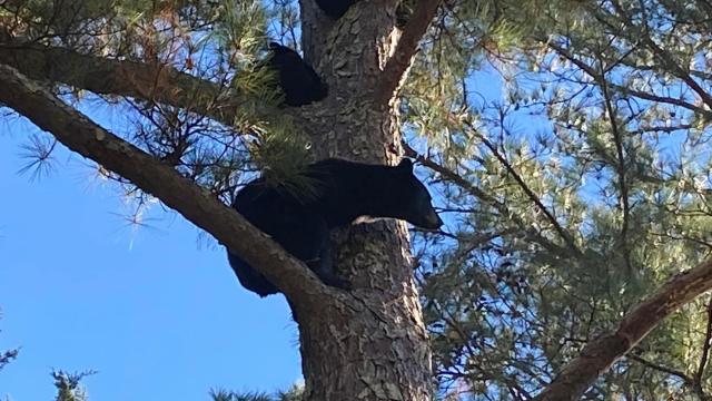 Momma bear, 3 cubs spotted asleep in tree in eastern NC 