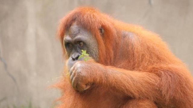 Rare: Orangutan mom-to-be expecting twins 