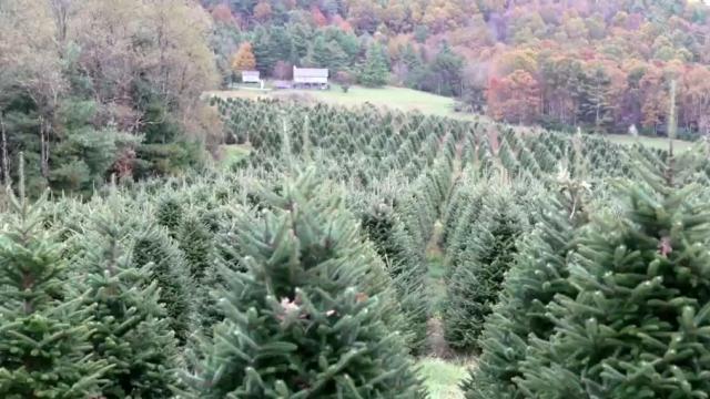 NC State researchers work to create the perfect Christmas tree using genetics