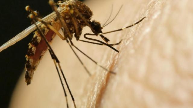 As rain pours in from Hurricane Ian, a death from mosquito-borne West Nile virus in NC