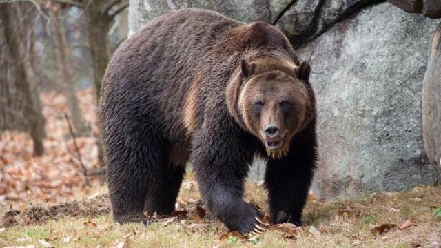 'Calm and easygoing' Ronan the grizzly bear finds new home at NC Zoo