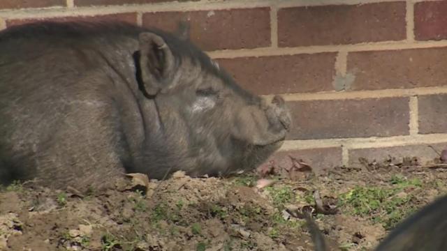 Unwelcome guests: Hogs running wild in South Carolina neighborhood 