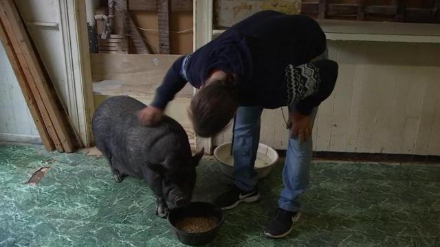 Emotional support pig evicted from New  York home 