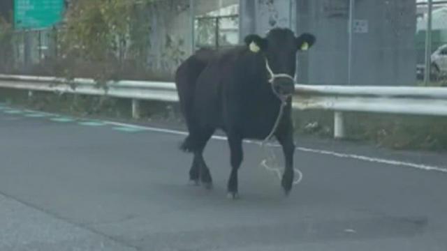 Three hurt after 1,500-pound cow gets loose