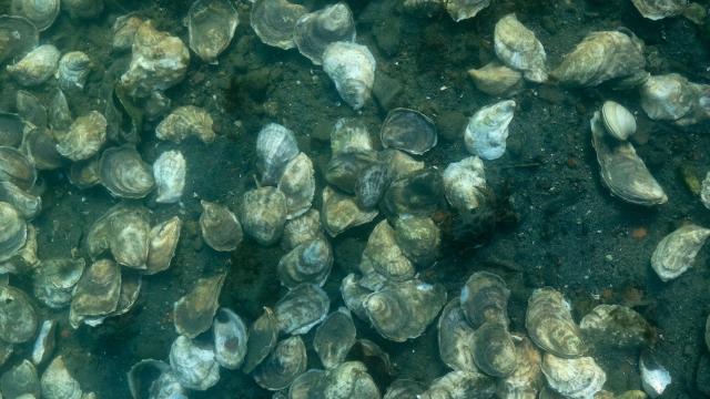 Groups working to improve water quality for oyster farms