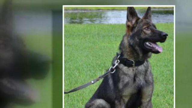Training process for Streets at Southpoint's gun-sniffing dog 