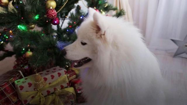 How to dog-proof your Christmas tree