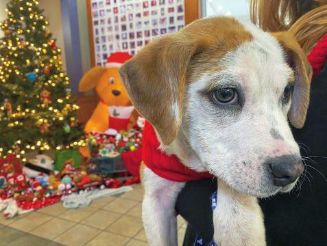 First Christmas in a shelter: Puppy pair spend first holiday outside testing lab