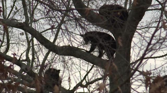 New neighbors: Mama bear and her cubs take up residence in tree near Virginia homes 