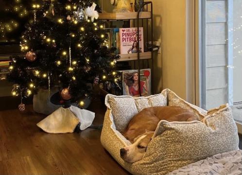 Joyanna sleeps in her cozy bed in her new loving home. (Photo courtesy of the SPCA of Wake County)