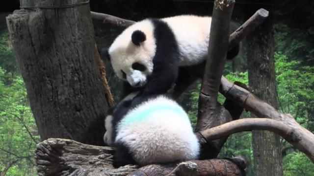 Double the fun: Baby twin pandas set to debut 