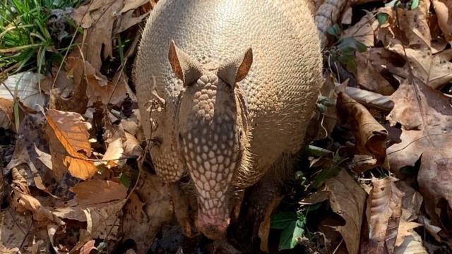 Climate change means you could see more armadillos in North Carolina