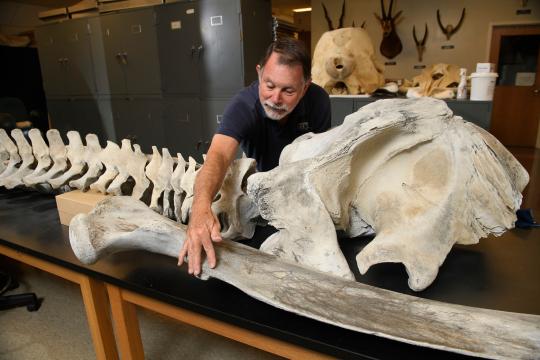 UNCW Gifts Extinct North Atlantic Gray Whale Specimen to Smithsonian