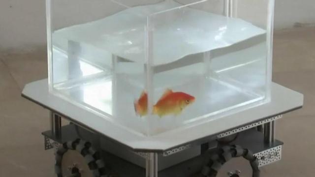 Scientists teach goldfish how to drive in new experiment 