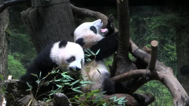 Welcome: Panda twin cubs make their public debut 