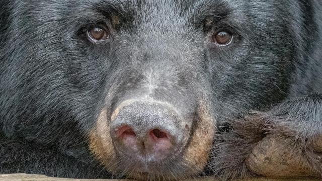 NC sanctuary bears in regulators' -- and perhaps soon hunters' -- crosshairs