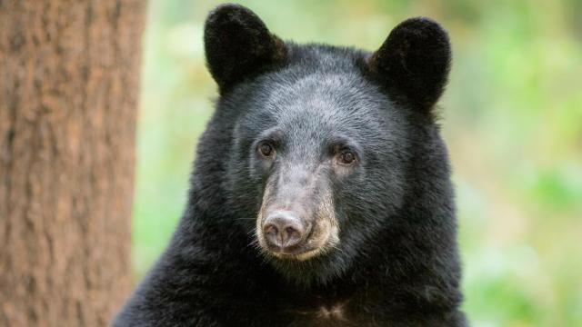 NC sanctuary bears in regulators'--and perhaps soon hunters'--crosshairs