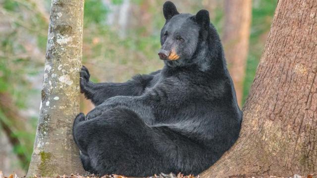 NC sanctuary bears in regulators'--and perhaps soon hunters'--crosshairs