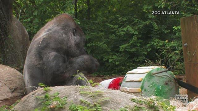 World's oldest male gorilla dies at Zoo Atlanta