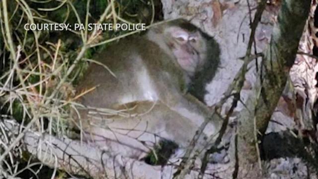 Those who came into contact with escaped monkeys experiencing health issues 