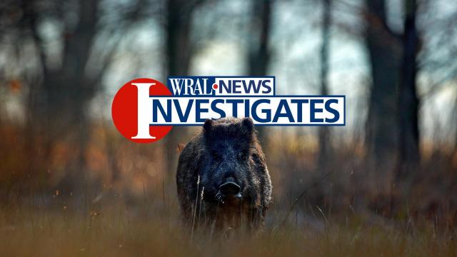Feral hogs are costing NC tens of millions of dollars  