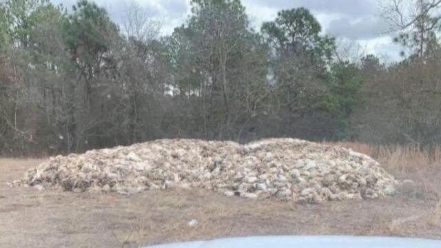 Mysterious: Hundreds of dead chickens found in Sampson County woods 