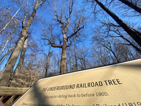 Underground Railroad Tree: Old-growth forest by Guilford College in Greensboro hosts ancient trees where Freedom Seekers once sheltered in a Quaker community.