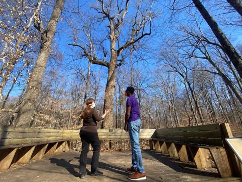 Underground Railroad Tree: Old-growth forest by Guilford College in Greensboro hosts ancient trees where Freedom Seekers once sheltered in a Quaker community.