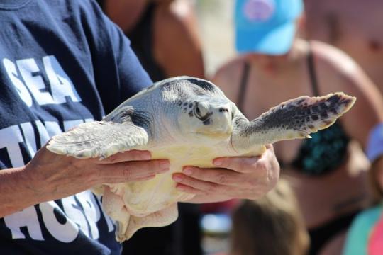 NC efforts offer cold-stunned sea turtles second chance