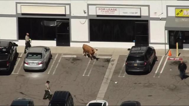 Moo-ve out the way! Cow runs through freeway, city streets and stairs before being captured