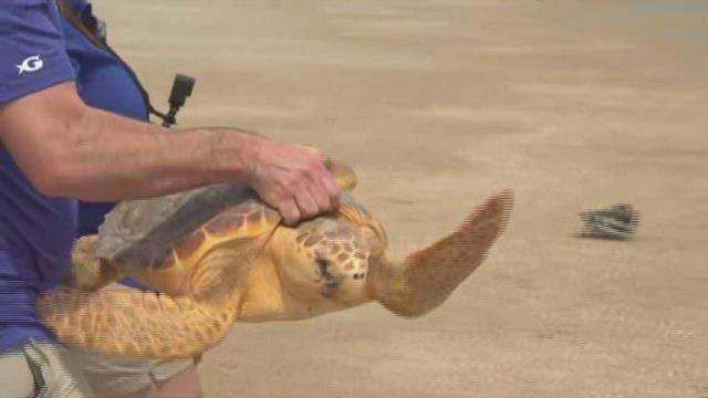 Group of loggerhead sea turtles rescued from New England released in Georgia