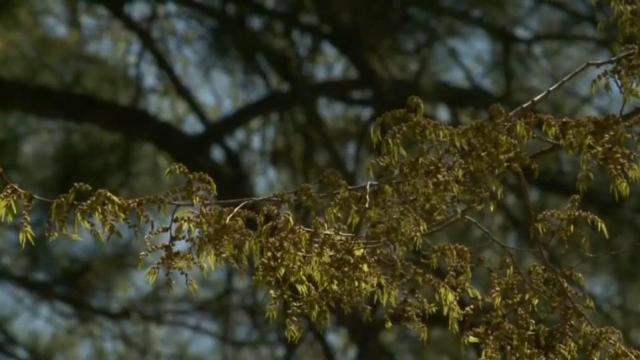 Experts say pollen season will be longer, worse this year