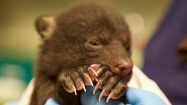 Baby black bear cubs rescued by North Carolina Zoo