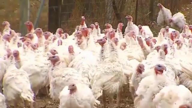 Turkey farms in Johnston County,  Wayne County test positive for Avian Flu
