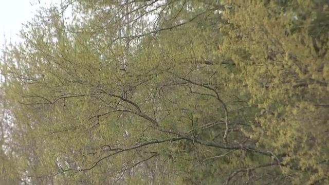 Pollen in central NC at highest levels of the season