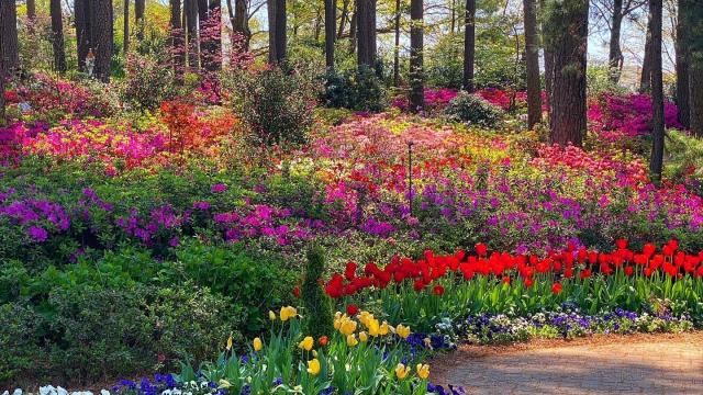WRAL Azalea Gardens blossoming into spring