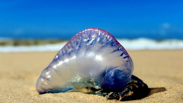 Warnings issued for Portuguese man-of-war jellyfish at South Carolina and Florida beaches 