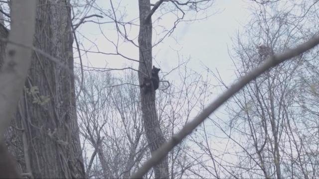 Asheville community rescues family of bear cubs stuck in tree