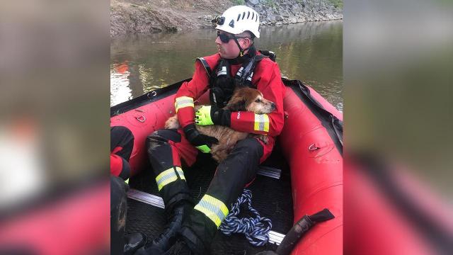 Firefighters rescue dog trapped in Neuse River