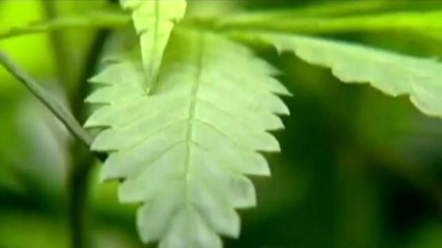 Bill legalizing medical marijuana advances to NC Senate floor