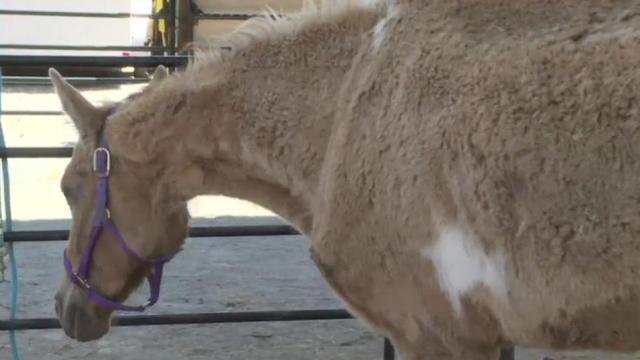 A horse named Camellia nearly died from neglect, she's now back on her feet