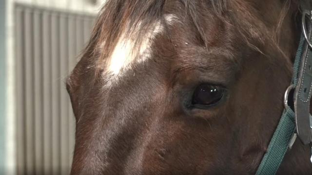 Horse therapy? This one farm in Charlotte says it works. 