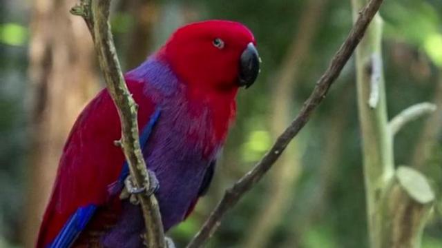 No plans to reopen bird aviary at NC Zoo